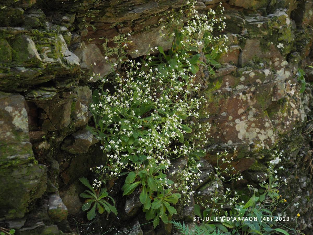 Saxifrage, French plant